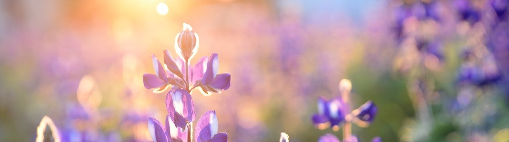 Wellness Formulas Image